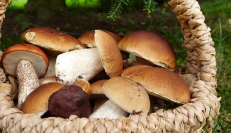 How Mushrooms Can Help With Weight Loss