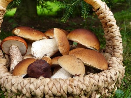 How Mushrooms Can Help With Weight Loss