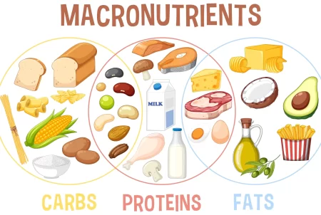 Balance Of Carbs, Proteins, And Fats For Effective Weight Loss